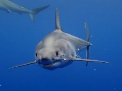 Tubarao com anzol preso na mandibula 02