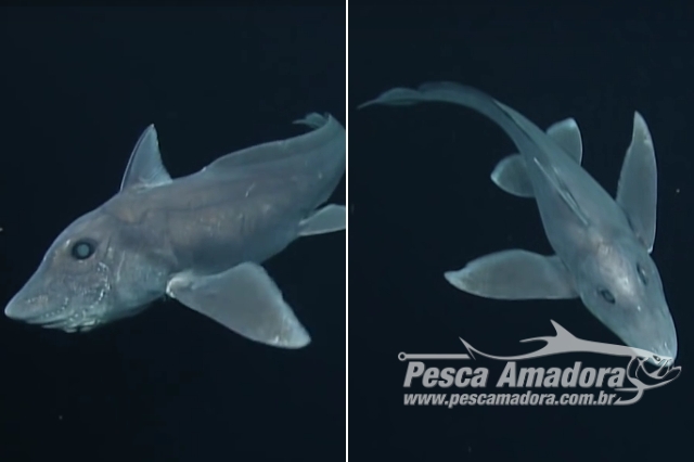 Tubarão fantasma é filmado pela primeira vez nas profundezas