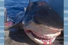 Tubarao tigre de 6 metros e morto na Australia 2