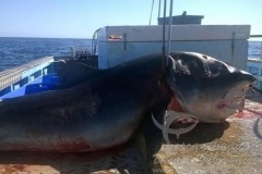 Tubarao tigre de 6 metros e morto na Australia