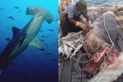 Tubarao_martelo_abatico_com_34_filhotes_na_florida