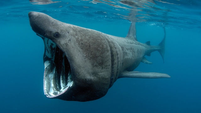 Tubarões-Elefante reaparecem na costa sul da Califórnia após décadas