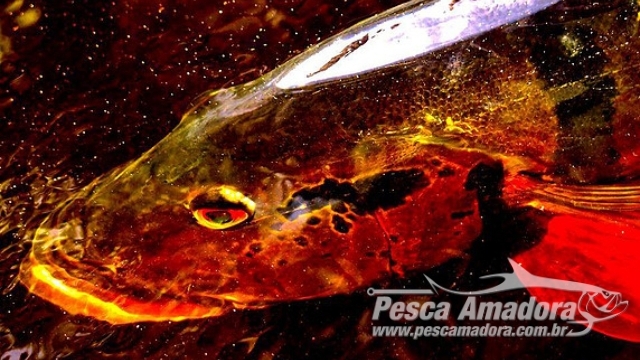 Destinação de recursos de Taxa Ambiental de Pesca é discutida em Barcelos (AM)