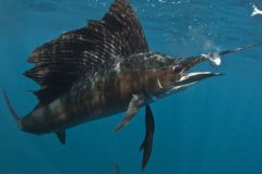 turismo-de-pesca-esportiva-10-especies-esportivas-encontradas-no-brasil-agulhao-vela