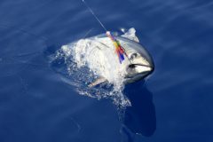 turismo-de-pesca-esportiva-10-especies-esportivas-encontradas-no-brasil-atum