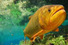 turismo-de-pesca-esportiva-10-especies-esportivas-encontradas-no-brasil-dourado