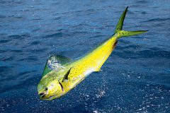 turismo-de-pesca-esportiva-10-especies-esportivas-encontradas-no-brasil-dourado-do-mar