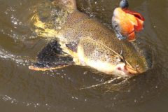 turismo-de-pesca-esportiva-10-especies-esportivas-encontradas-no-brasil-pirarara