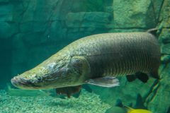 turismo-de-pesca-esportiva-10-especies-esportivas-encontradas-no-brasil-pirarucu