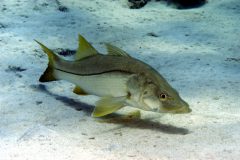 turismo-de-pesca-esportiva-10-especies-esportivas-encontradas-no-brasil-robalo