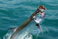 turismo-de-pesca-esportiva-10-especies-esportivas-encontradas-no-brasil-tarpon