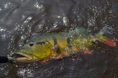turismo-de-pesca-esportiva-10-especies-esportivas-encontradas-no-brasil-tucunare