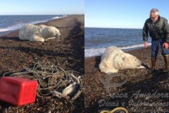 Urso e resgatado de rede de pesca no alasca