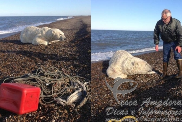 Urso polar é resgatado após ficar preso em rede de pesca no Alasca