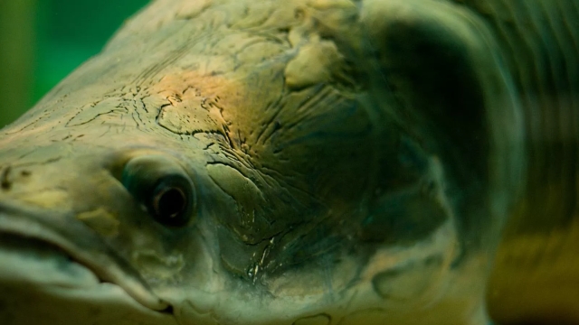 Vale do Javari teve multa recorde por pesca ilegal do pirarucu no Amazonas