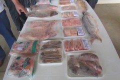 Verifique o prazo de validade do pescado