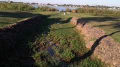 Vegetacao impede passagem de agua provocando represamento dos peixes