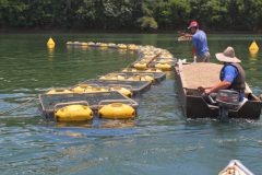 Walmart tem cerca de 80% do volume de pescados comercializados ja rastreados 4