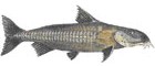 Abotoado