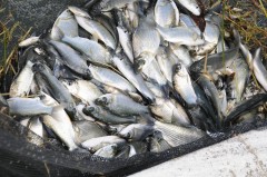 acao codevasf em pesca e aquicultura