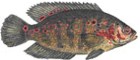 Acara Acú