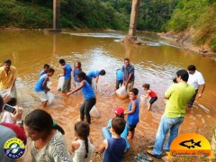 alunos soltando curimatas no rio são francisco em Piumhi-MG
