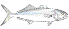 Anchova