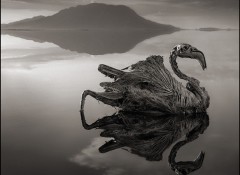 animais-pedra-nick-brandt-1