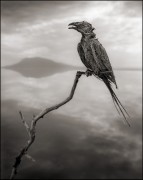 animais-pedra-nick-brandt-2