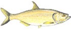 Apapá