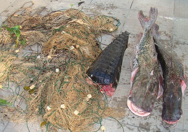 PMA apreende pescado, rede de pesca e carne de jacaré no Pantanal