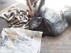apreensao de pescado e redes de pesca em Ouroeste-SP