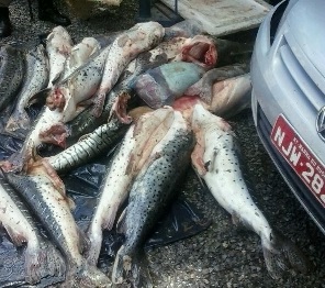 Três são presos por suborno e pesca ilegal no MT