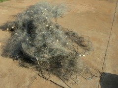 Polícia apreendeu 500 metros em operação (Foto: Divulgação/PMA)