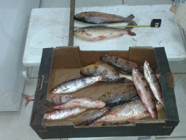 Polícia Ambiental prende três por pesca ilegal no rio Aquidauana em MS