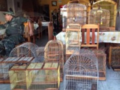 apreensao em Piabucu-AL 2