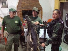 apreensao em Piabucu-AL