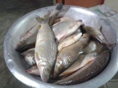 Peixes, em condições de consumo, foram doados para asilo (Foto: Divulgação / Polícia Ambiental)