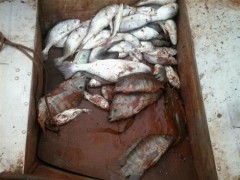 apreensao na represxa capivari-PR