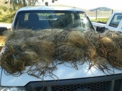 apreensao na zona da mata em MG