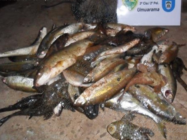 Morador de Cafezal do Sul é preso por pesca predatória no Rio Piquiri-PR