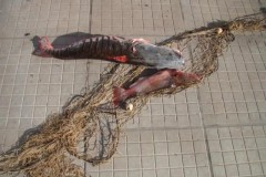 apreensao no ms durante piracema