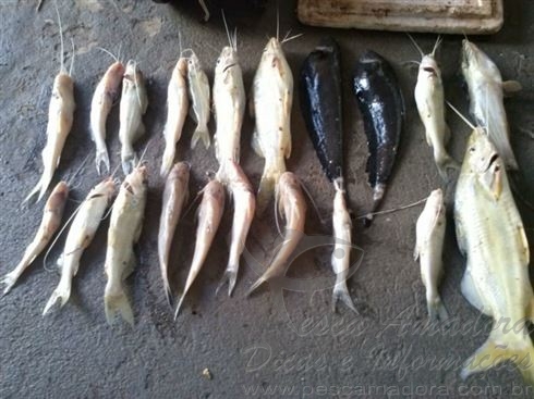 Armas, redes e peixes são apreendidos no Rio Tibagi em Assaí no PR
