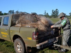 Redes de pesca foram apreendidas na operação (Foto: Eduardo Rosa/Divulgação/Brigada Militar CABM)