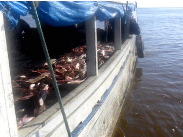 16 toneladas de pescado são apreendidos em Prainha, no Pará