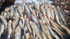 apreensao-pescado-amapa