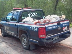 apreensoa de caranguejo no Para