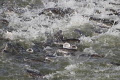 aquicultura em Sorriso-MT