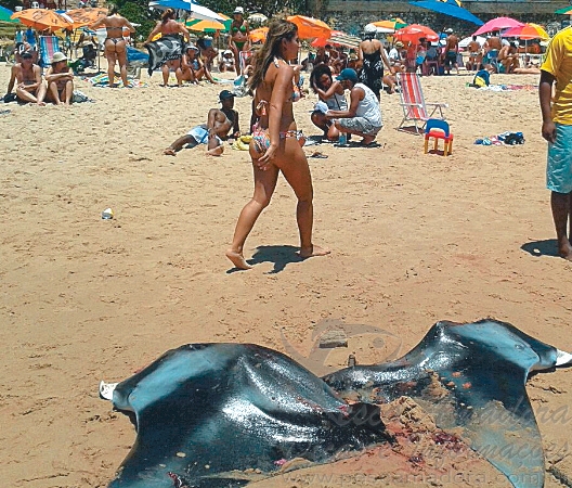 Arraia ameaçada de extinção é abatida e vendida em praia de Salvador-BA