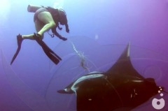 arraia pede socorro para mergulhador